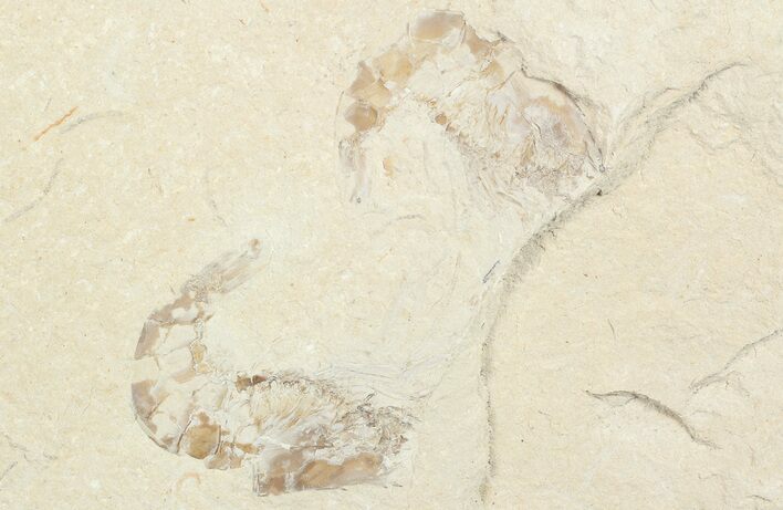 Two Cretaceous Fossil Shrimp - Lebanon #69995